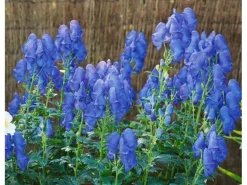 Aconitum X Cammarum Blue Lagoon Eisenhut Ca. 11x11 cm Topf