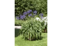 Agapanthus Africanus Schmucklilie Blau Ca 9x9 cm Topf