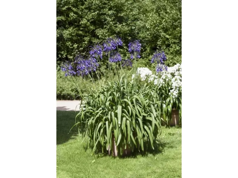 Agapanthus Africanus Schmucklilie Blau Ca 9x9 cm Topf