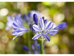 Agapanthus Africanus Schmucklilie Blau Ca 9x9 cm Topf