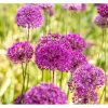 Allium Aflatunense Zierlauch Purple Sensation Ca 11x11 cm Topf