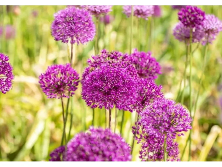 Allium Aflatunense Zierlauch Purple Sensation Ca 11x11 cm Topf