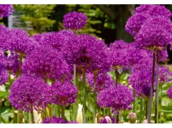 Allium Aflatunense Zierlauch Purple Sensation Ca 11x11 cm Topf