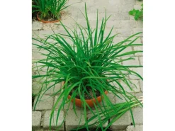 Allium Tuberosum Knolau Ca. 11x11 cm Topf