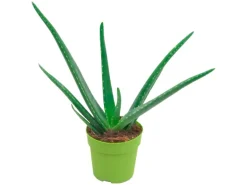 Aloe vera Höhe ca. 15 - 20 cm Topf-Ø ca. 12 cm