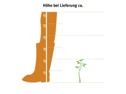 Aloe vera Höhe ca. 15 - 20 cm Topf-Ø ca. 12 cm