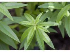 Aloysia Triphylla Zitronenverbene Ca. 9x9 cm Topf