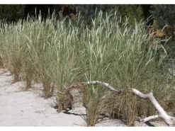 Ammophila Arenaria Strandhafer Ca. 9x9 cm Topf Robust
