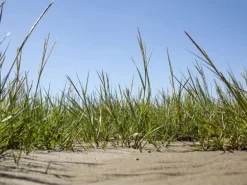 Ammophila Arenaria Strandhafer Ca. 9x9 cm Topf Robust