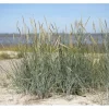 Ammophila Breviligulata Strandhafer Ca. 9x9 cm Topf