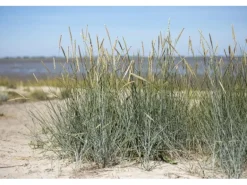 Ammophila Breviligulata Strandhafer Ca. 9x9 cm Topf