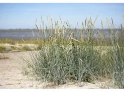 Ammophila Breviligulata Strandhafer Ca. 9x9 cm Topf