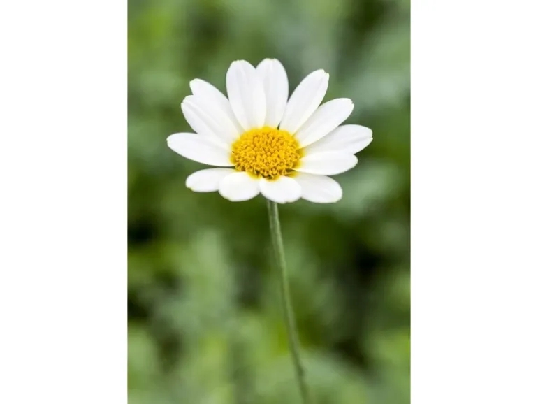 Anthemis Tinctoria Sauce Hollandaise Färberkamille Ca. 11x11 cm Topf