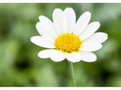 Anthemis Tinctoria Sauce Hollandaise Färberkamille Ca. 11x11 cm Topf