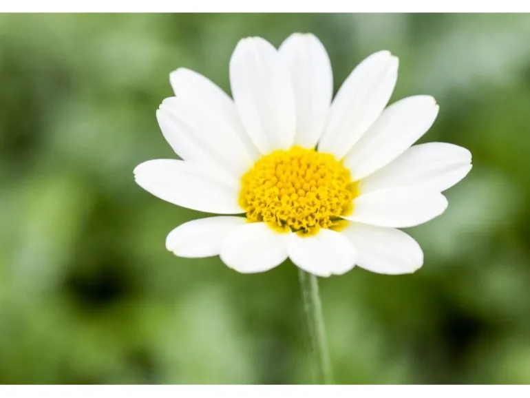 Anthemis Tinctoria Sauce Hollandaise Färberkamille Ca. 11x11 cm Topf