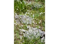 Anthericum Ramosum Ästige Graslilie Ca. 9x9 cm Topf