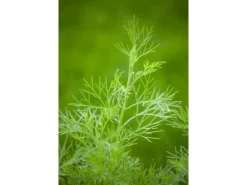 Artemisia Abrotanum Maritima Eberraute Ca. 11x11 cm Topf
