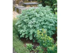 Artemisia Absinthium Wermut Ca. 9x9 cm Topf
