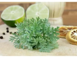 Artemisia Absinthium Wermut Ca. 9x9 cm Topf