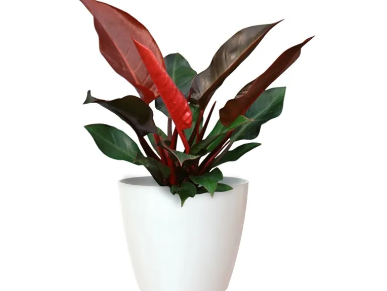 Artevasi Übertopf San Remo Ø 20 cm Weiß