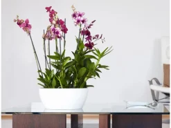 Artevasi Schale San Remo Ø 32 cm Weiß