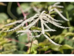 Aruncus Dioicus Waldgeißbart Ca. 11x11 cm Topf