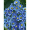 Aster Novae-angliae Barr's Blue Raublattaster Ca. 11x11 cm Topf