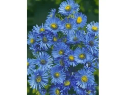 Aster Novae-angliae Barr's Blue Raublattaster Ca. 11x11 cm Topf