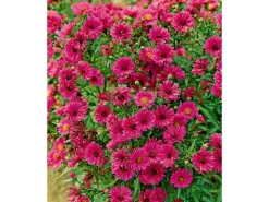 Aster Novae-angliae Rubinschatz Neuengland Aster Ca. 11x11 cm Topf