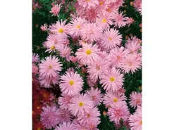 Aster Novi-belgii Rosaperle Glattblattaster Ca. 9x9 cm Topf