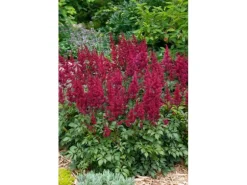 Astilbe Japonica Etna Prachtspiere Ca. 11x11 cm Topf