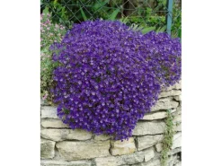 Aubrieta X Cult. Cascade Blue Blaukissen Blau Ca. 9x9 cm Topf