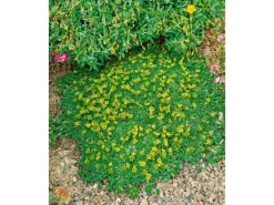 Azorella Trifurcata Nana Polsterpflanze Ca. 9x9 cm Topf