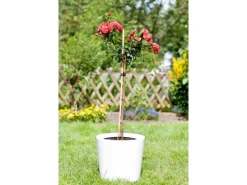 Bambusstab 120 cm x ca. Ø 2 cm