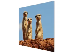 Banjado Herdabdeckplatte Glas 1 Teilig 60x52CM Schneidebrett Herdabdeckung Mit Motiv Erdmännchenfamilie