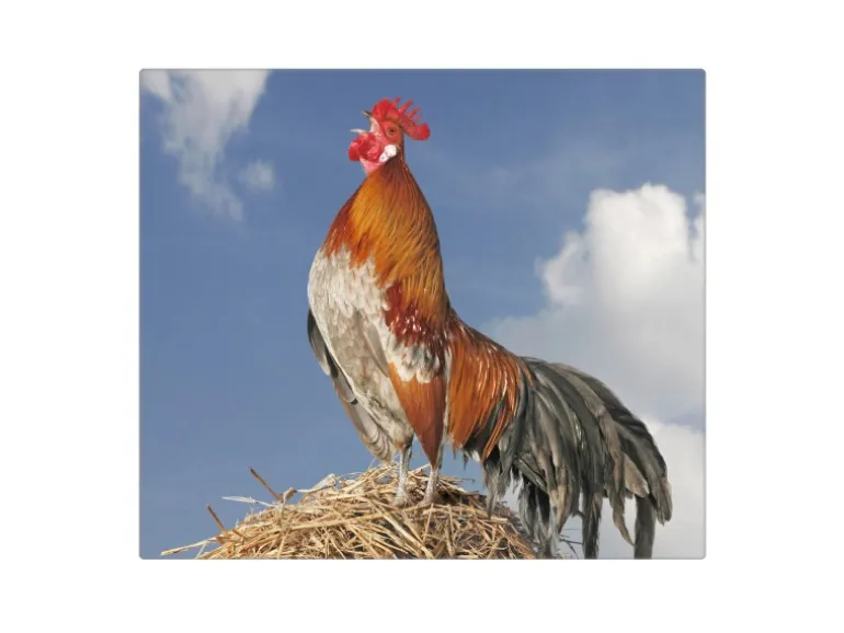 Banjado Herdabdeckplatte Glas 1 Teilig 60x52CM Schneidebrett Herdabdeckung Mit Motiv Hahn