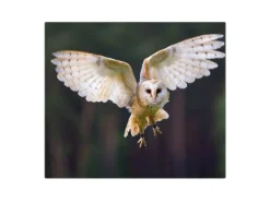 Banjado Herdabdeckplatte Glas 1 Teilig 60x52CM Schneidebrett Herdabdeckung Mit Motiv Schleiereule