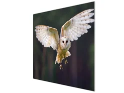 Banjado Herdabdeckplatte Glas 1 Teilig 60x52CM Schneidebrett Herdabdeckung Mit Motiv Schleiereule