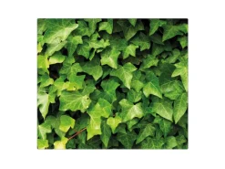 Banjado Herdabdeckplatte Glas 1 Teilig 60x52CM Schneidebrett Herdabdeckung Mit Motiv Efeu