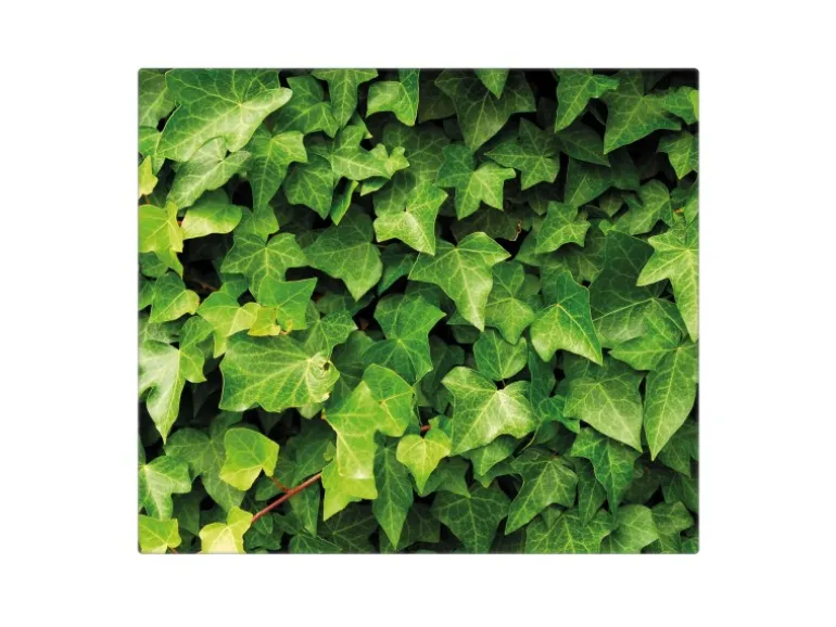 Banjado Herdabdeckplatte Glas 1 Teilig 60x52CM Schneidebrett Herdabdeckung Mit Motiv Efeu