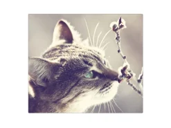 Banjado Herdabdeckplatte Glas 1 Teilig 60x52CM Schneidebrett Herdabdeckung Mit Motiv Weidenkätzchen