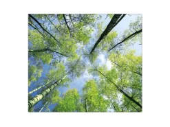 Banjado Herdabdeckplatte Glas 1 Teilig 60x52CM Schneidebrett Herdabdeckung Mit Motiv Zwischen Bäumen 3