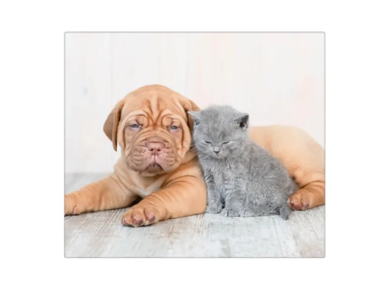 Banjado Herdabdeckplatte Glas 1 Teilig 60x52CM Schneidebrett Herdabdeckung Mit Motiv Hund Und Katze