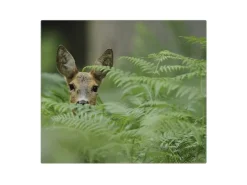 Banjado Herdabdeckplatte Glas 1 Teilig 60x52CM Schneidebrett Herdabdeckung Mit Motiv Reh