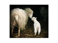 Banjado Herdabdeckplatte Glas 1 Teilig 60x52CM Schneidebrett Herdabdeckung Mit Motiv Schaf Und Lamm