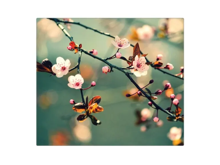 Banjado Herdabdeckplatte Glas 1 Teilig 60x52CM Schneidebrett Herdabdeckung Mit Motiv Japankirsche