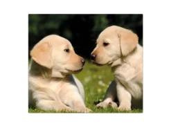 Banjado Herdabdeckplatte Glas 1 Teilig 60x52CM Schneidebrett Herdabdeckung Mit Motiv Labrador