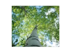 Banjado Herdabdeckplatte Glas 1 Teilig 60x52CM Schneidebrett Herdabdeckung Mit Motiv Zwischen Bäumen 5