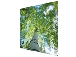 Banjado Herdabdeckplatte Glas 1 Teilig 60x52CM Schneidebrett Herdabdeckung Mit Motiv Zwischen Bäumen 5