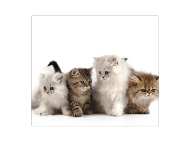 Banjado Herdabdeckplatte Glas 1 Teilig 60x52CM Schneidebrett Herdabdeckung Mit Motiv Kaetzchen